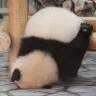 胖熊猫＞＜
